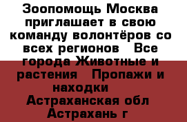 Зоопомощь.Москва приглашает в свою команду волонтёров со всех регионов - Все города Животные и растения » Пропажи и находки   . Астраханская обл.,Астрахань г.